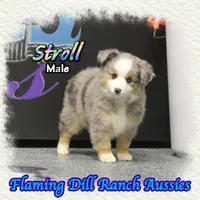 Stroll, a male Toy Australian Shepherd for sale in Forestburg, TX – Photo 2 of 5