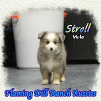 Stroll, a male Toy Australian Shepherd for sale in Forestburg, TX – Photo 4 of 5