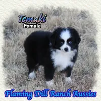 Temaki, a female Toy Australian Shepherd for sale in Forestburg, TX – 2 of 5