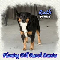 Ruth, a female Miniature Australian Shepherd for sale in Forestburg, TX – 4 of 5