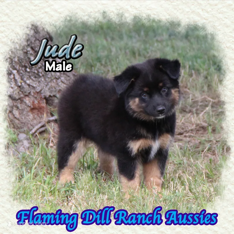 Jude – Miniature Australian Shepherd puppy for sale in Forestburg, TX