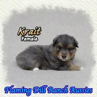 Krait, a female Toy Australian Shepherd for sale in Forestburg, TX – 1 of 5