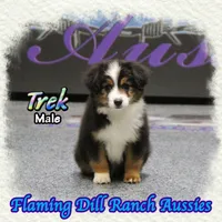 Trek, a male Toy Australian Shepherd for sale in Forestburg, TX – Photo 3 of 5