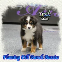 Trek, a male Toy Australian Shepherd for sale in Forestburg, TX – Photo 4 of 5