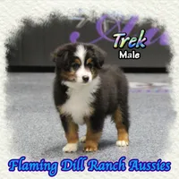 Trek, a male Toy Australian Shepherd for sale in Forestburg, TX – Photo 1 of 5