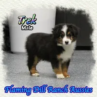 Trek, a male Toy Australian Shepherd for sale in Forestburg, TX – Photo 2 of 5