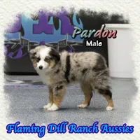Pardon, a male Toy Australian Shepherd for sale in Forestburg, TX – Photo 1 of 5