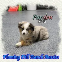 Pardon, a male Toy Australian Shepherd for sale in Forestburg, TX – Photo 4 of 5