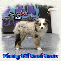 Pardon, a male Toy Australian Shepherd for sale in Forestburg, TX – Photo 2 of 5