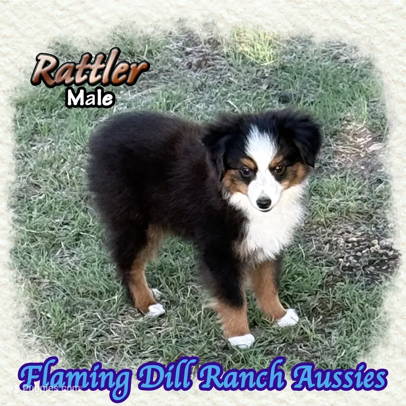 Rattler – Toy Australian Shepherd puppy for sale in Forestburg, TX