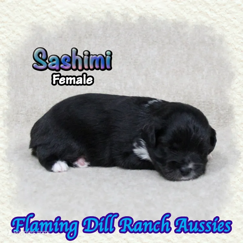 Sashimi – Toy Australian Shepherd puppy for sale in Forestburg, TX