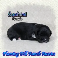 Sashimi, a female Toy Australian Shepherd for sale in Forestburg, TX – 1 of 5