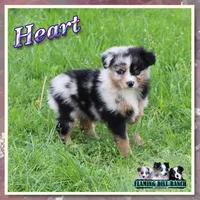 Heart, a female Toy Australian Shepherd for sale in Forestburg, TX – 6 of 6
