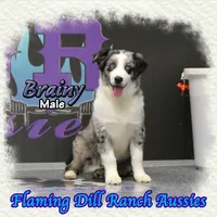 Brainy, a male Miniature Australian Shepherd for sale in Forestburg, TX – Photo 3 of 5