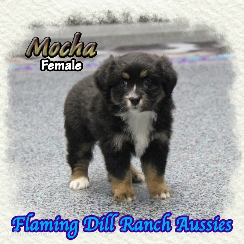 Mocha – Toy Australian Shepherd puppy for sale in Forestburg, TX