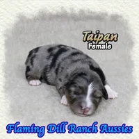 Taipan, a female Toy Australian Shepherd for sale in Forestburg, TX – 3 of 5
