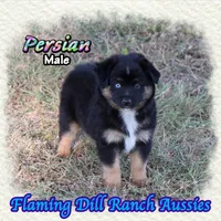 Persian, a male Miniature Australian Shepherd for sale in Forestburg, TX – 1 of 5