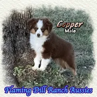 Copper, a male Toy Australian Shepherd for sale in Forestburg, TX – 4 of 5