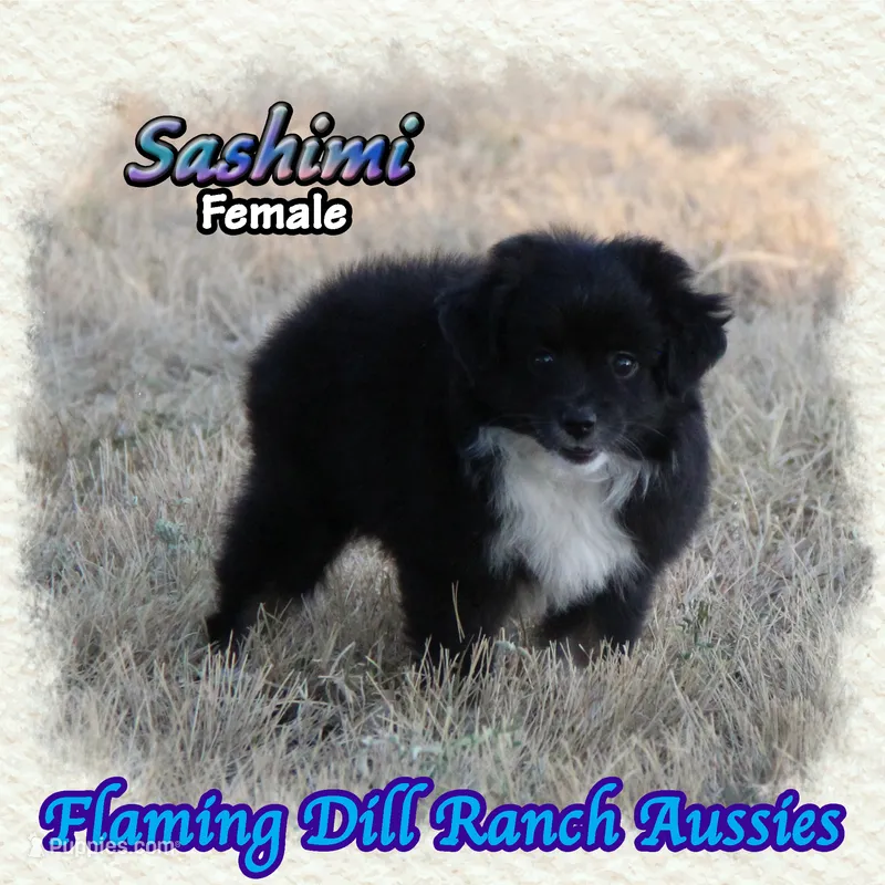 Sashimi – Toy Australian Shepherd puppy for sale in Forestburg, TX