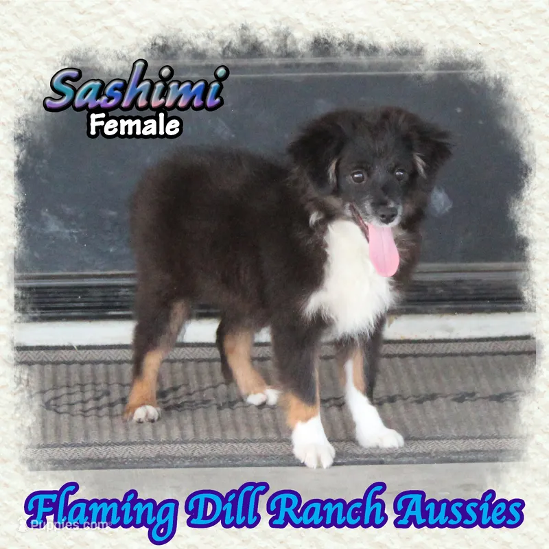 Sashimi – Toy Australian Shepherd puppy for sale in Forestburg, TX