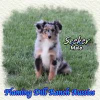 Seeker, a male Toy Australian Shepherd for sale in Forestburg, TX – Photo 3 of 5