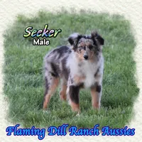 Seeker, a male Toy Australian Shepherd for sale in Forestburg, TX – Photo 2 of 5