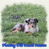 Seeker, a male Toy Australian Shepherd for sale in Forestburg, TX – Photo 4 of 5
