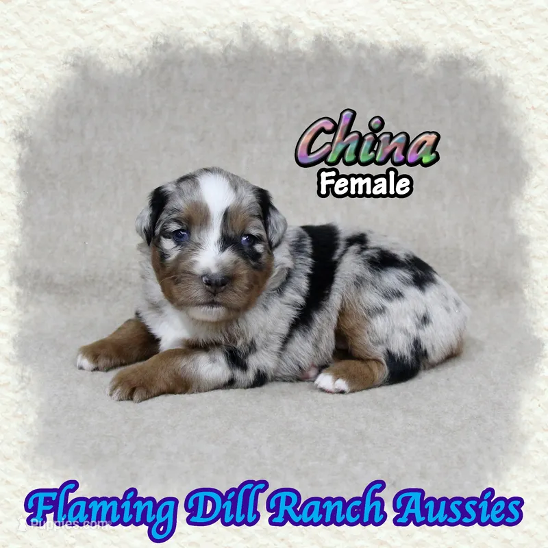 China – Miniature Australian Shepherd puppy for sale in Forestburg, TX