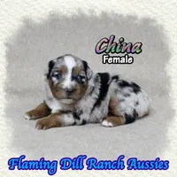 China, a female Miniature Australian Shepherd for sale in Forestburg, TX – 1 of 5