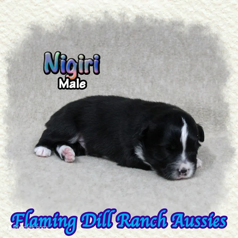 Nigiri – Toy Australian Shepherd puppy for sale in Forestburg, TX