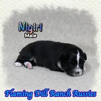 Nigiri, a male Toy Australian Shepherd for sale in Forestburg, TX – 1 of 5