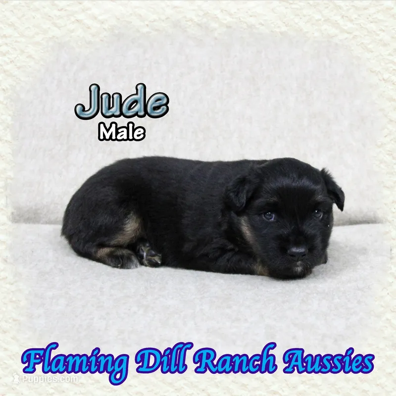 Jude – Miniature Australian Shepherd puppy for sale in Forestburg, TX