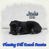 Jude, a male Miniature Australian Shepherd for sale in Forestburg, TX – Photo 4 of 5
