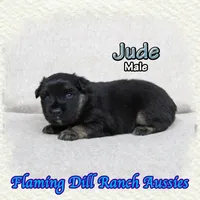 Jude, a male Miniature Australian Shepherd for sale in Forestburg, TX – Photo 2 of 5