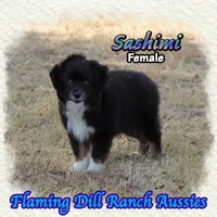 Sashimi, a female Toy Australian Shepherd for sale in Forestburg, TX – 2 of 5