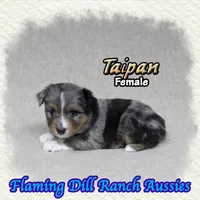 Taipan, a female Toy Australian Shepherd for sale in Forestburg, TX – 2 of 5