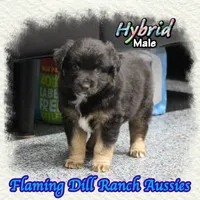 Hybrid, a male Miniature Australian Shepherd for sale in Forestburg, TX – 2 of 5