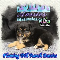 Alba, a female Miniature Australian Shepherd for sale in Forestburg, TX – 4 of 5