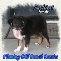 Sashimi, a female Toy Australian Shepherd for sale in Forestburg, TX – 2 of 5