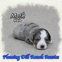 Moth, a male Toy Australian Shepherd for sale in Forestburg, TX – 3 of 5