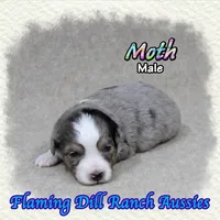 Moth, a male Toy Australian Shepherd for sale in Forestburg, TX – 4 of 5