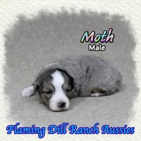 Moth, a male Toy Australian Shepherd for sale in Forestburg, TX – 2 of 5