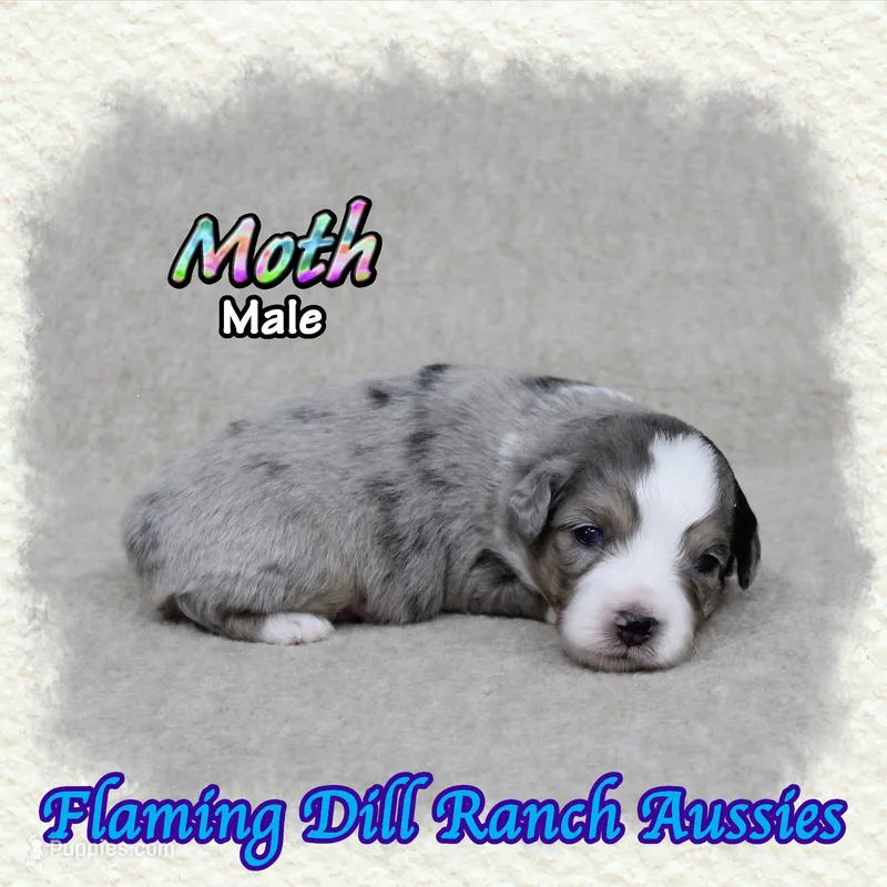 Moth – Toy Australian Shepherd puppy for sale in Forestburg, TX