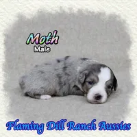 Moth, a male Toy Australian Shepherd for sale in Forestburg, TX – 1 of 5