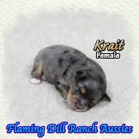Krait, a female Toy Australian Shepherd for sale in Forestburg, TX – 3 of 5