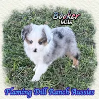 Booker, a male Toy Australian Shepherd for sale in Forestburg, TX – 2 of 5
