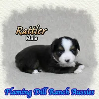 Rattler, a male Toy Australian Shepherd for sale in Forestburg, TX – 1 of 5