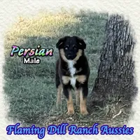 Persian, a male Miniature Australian Shepherd for sale in Forestburg, TX – 4 of 5
