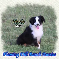 Tevis, a male Miniature Australian Shepherd for sale in Forestburg, TX – 2 of 5