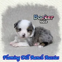 Booker, a male Toy Australian Shepherd for sale in Forestburg, TX – 3 of 5
